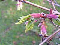 Acer shirasawanum cv Aureum (fam Aceracees) (Photo F. Mrugala) (4)
